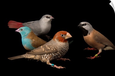 A group of finches at the Tulsa Zoo