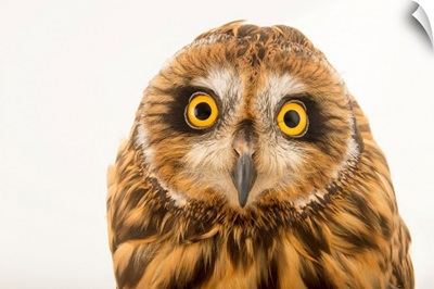 A Hawaiian short eared owl, Asio flammeus sandwichensis, at the Los Angeles Zoo