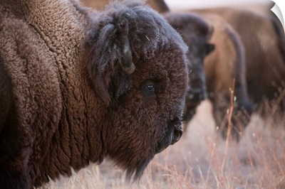 A heard of bison graze on a ranch