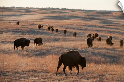 A herd of bison roam on a ranch
