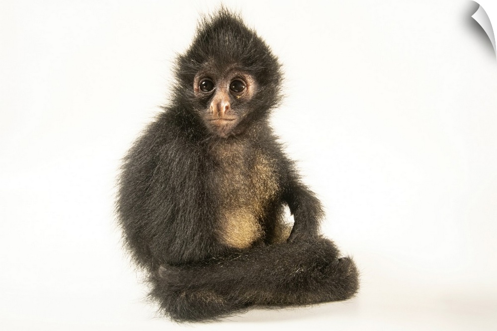 A juvenile Peruvian spider monkey (Ateles chamek) at Rainforest Awareness Rescue Education Center in Iquitos, Peru. This s...