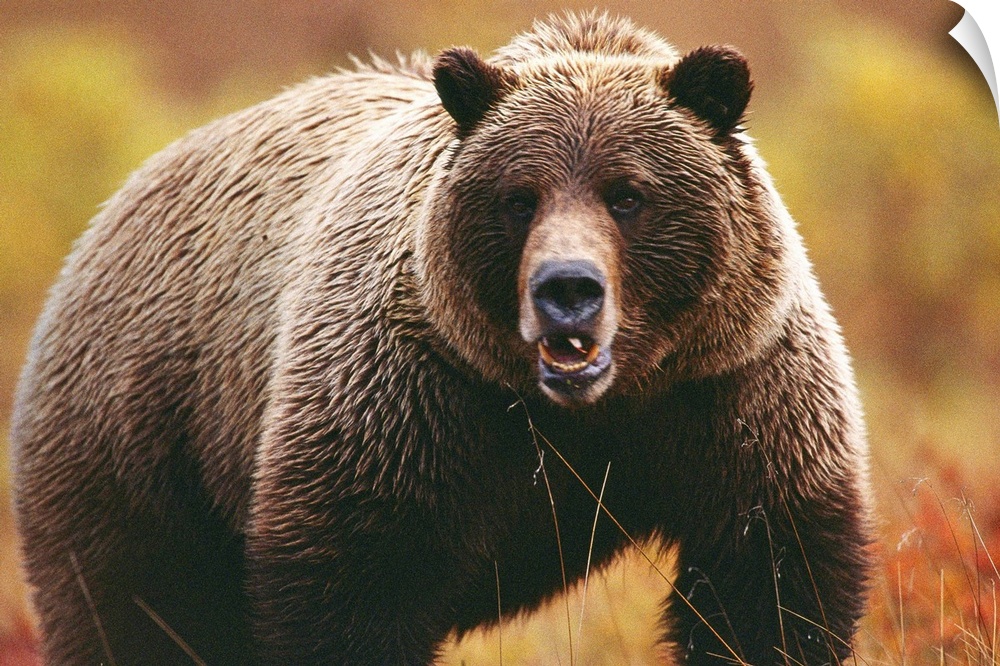 A large adult grizzly bear faces the camera.