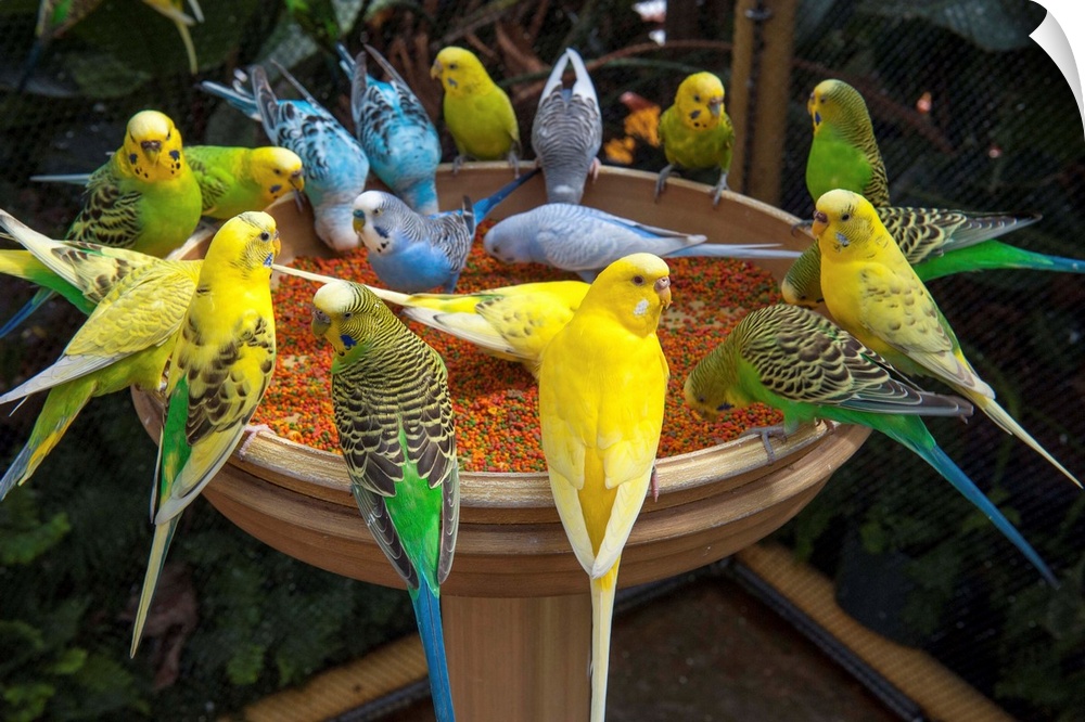 A large group of parakeets gather at a bird feeder at the New Orleans Aquarium.