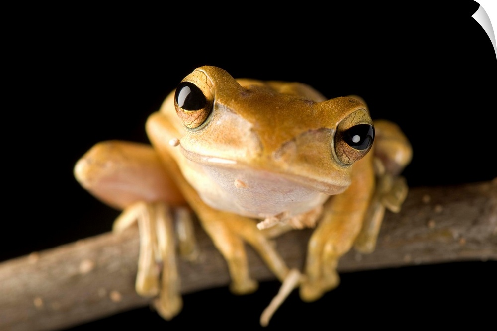 A Malaysian golden gliding frog (Polypedates leucomystax).