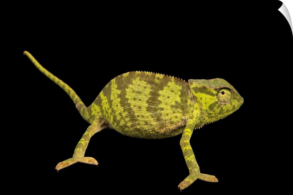 A male graceful chameleon, Chamaeleo gracilis, at Western Kentucky University.