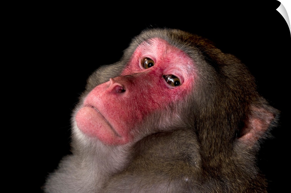 A male Japanese macaque or snow monkey, Macaca fuscata, at Bioparco di Roma.