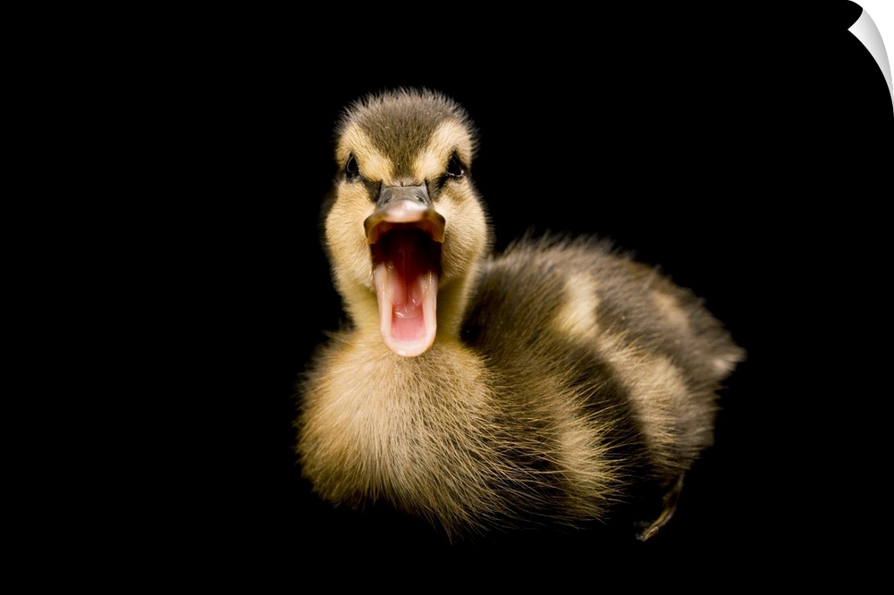 A Mallard duckling, Anas platyrhynchos.