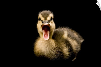 A Mallard duckling, Anas platyrhynchos