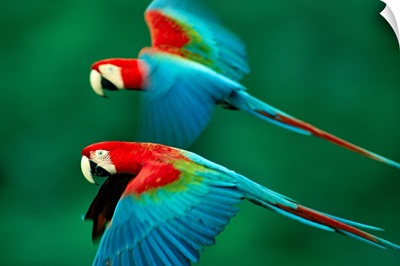 A mated pair of red and green macaws