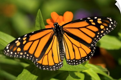 A monarch butterfly at the Lincoln Children's Zoo