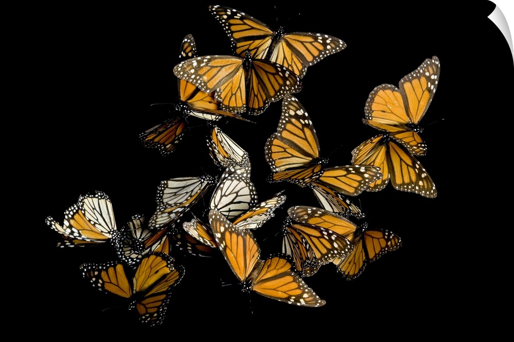 A monarch butterfly (Danaus plexippus) from the Sierra Chincua mountain range, Mexico.