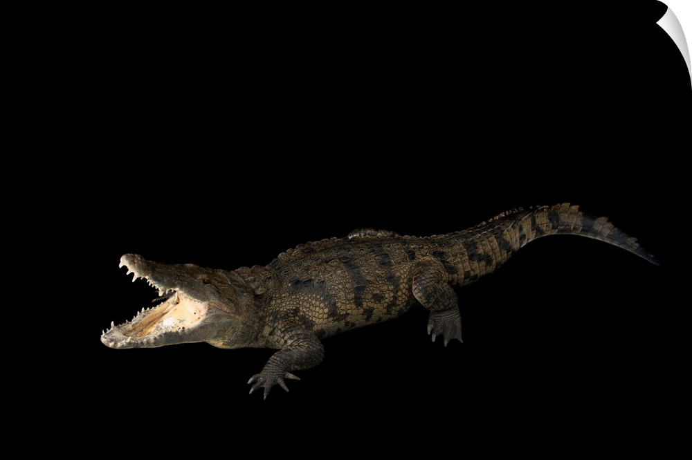 A Morelet's crocodile, Crocodylus moreletii, at the Saint Augustine Alligator Farm Zoological Park.