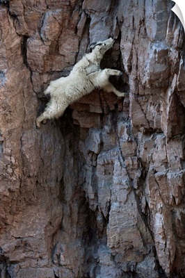 A mountain goat descends a sheer rock wall to lick exposed salt