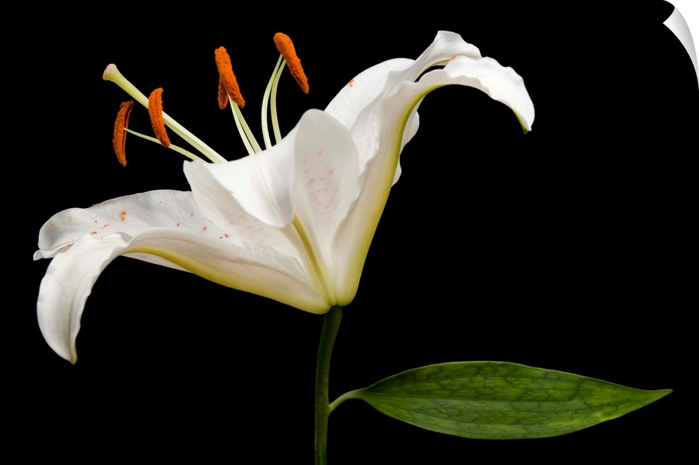 A Muscadet Oriental Lily, Lilium 'Muscadet'.