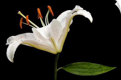 A Muscadet Oriental Lily, Lilium 'Muscadet'