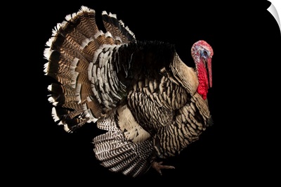 A Narragansett turkey, Meleagris gallopavo, at the Knoxville Zoo
