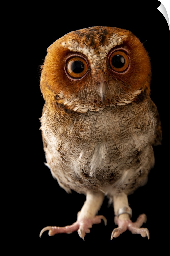 A Negros scops owl (Otus nigrorum) at Negros Forest Park.