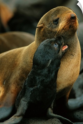 A northern fur seal and pup, St. Paul Island, Pribilof Islands, Alaska