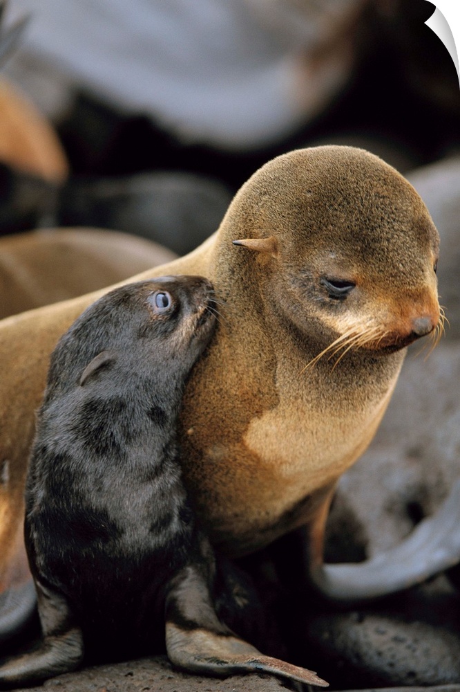 A northern fur seal pup nuzzles its mother, St. Paul Island, Pribilof Islands, Alaska