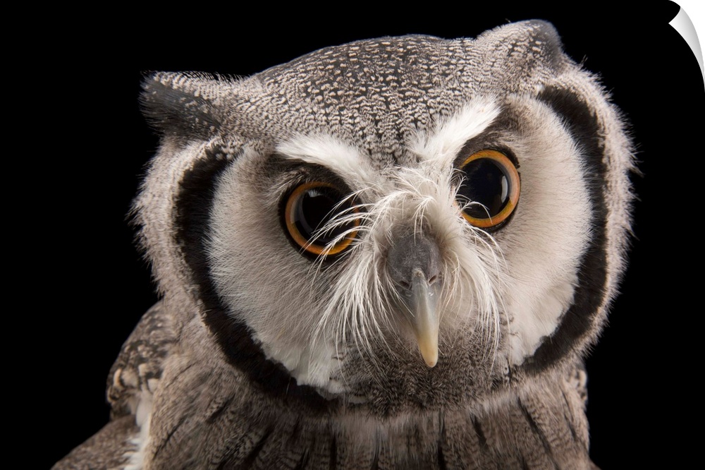 A Northern white-faced owl, Ptilopsis leucotis.