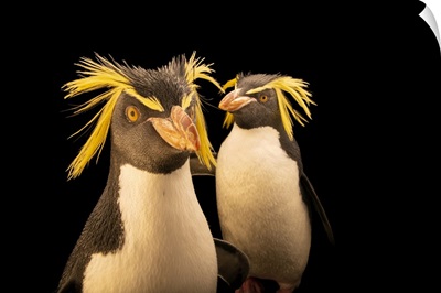 A Pair Of Endangered Northern Rockhopper Penguins, Calgary Zoo Breeding Center