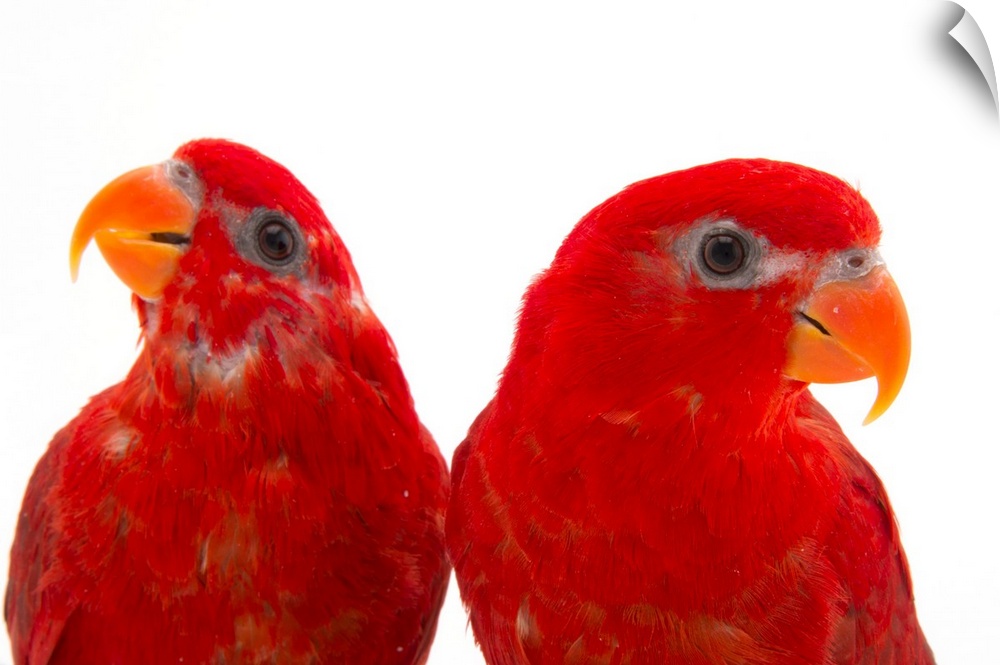 A pair of red lories, Eos bornea, at the Indianapolis Zoo.