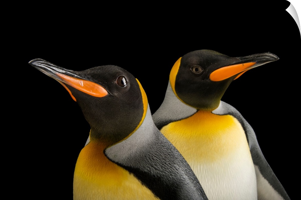 A pair of South Georgia king penguins, Aptenodytes patagonicus patagonicus.