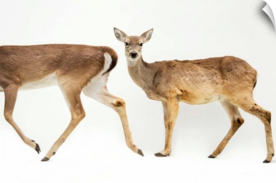 A pair of Texas white-tailed deer, Odocoileus virginianus texanus, at the Caldwell Zoo