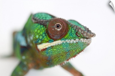 A Panther Chameleon At The Lincoln Children's Zoo