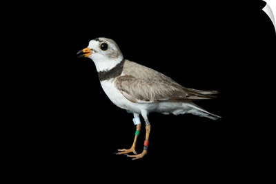 A piping plover, Charadrius melodus