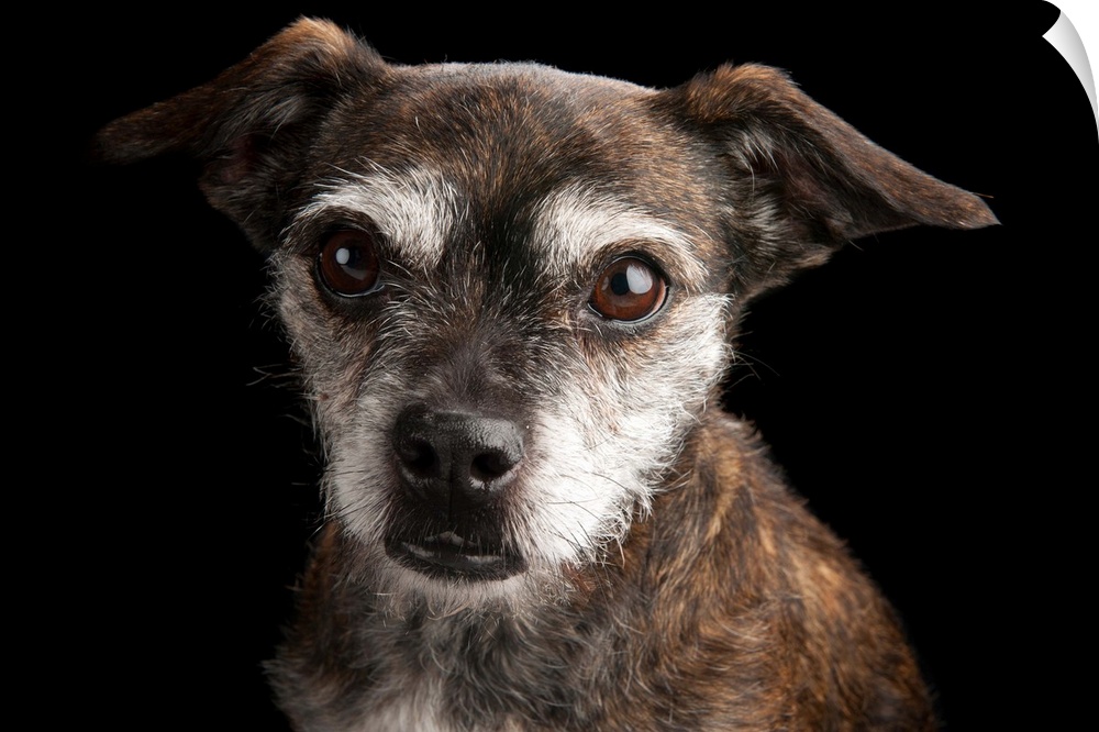 A studio portrait of Sassy, a poodle and Boston terrier mix.