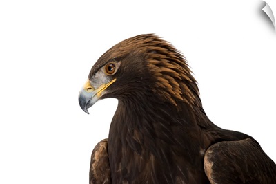 A portrait of a golden eagle, at the Point Defiance Zoo and Aquarium