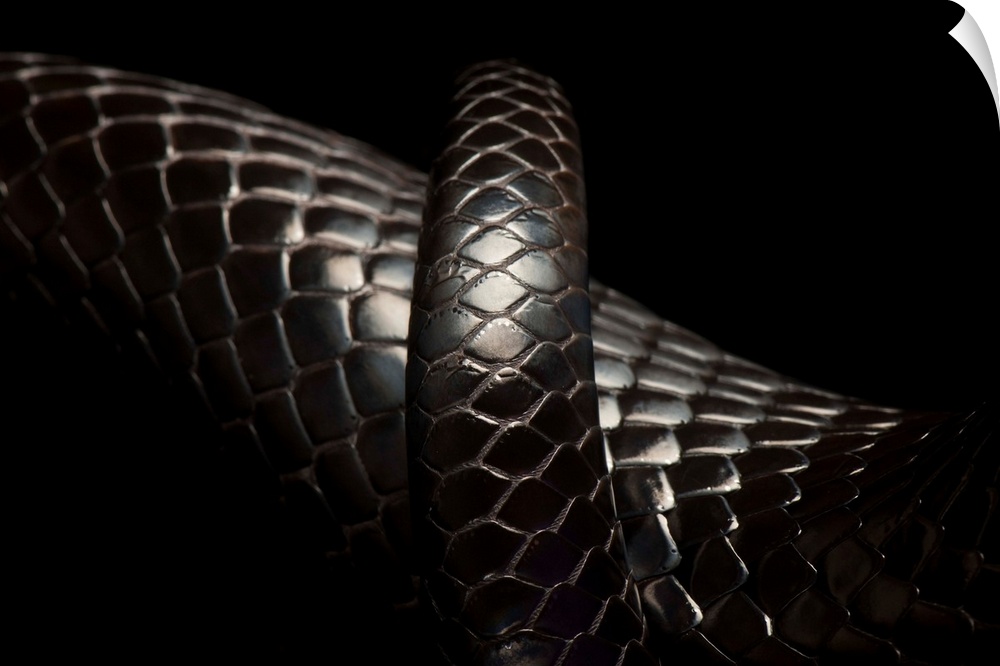 A rare Eastern indigo snake, Drymarchon corais couperi.