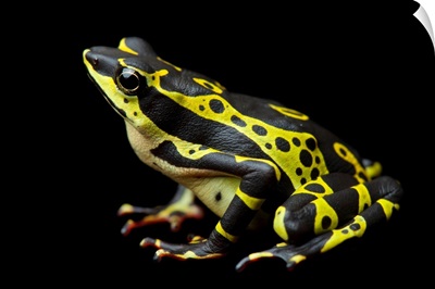 A rare Limon harlequin frog