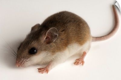 A rare male Alabama beach mouse, Peromyscus polionotus ammobates