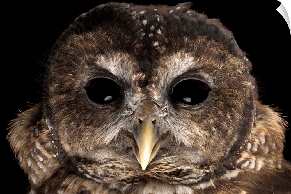 A rare Northern spotted owl, Strix occidentalis caurina.