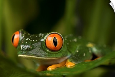A red eyed tree frog (Agalychnis callidryas) at the Sunset Zoo
