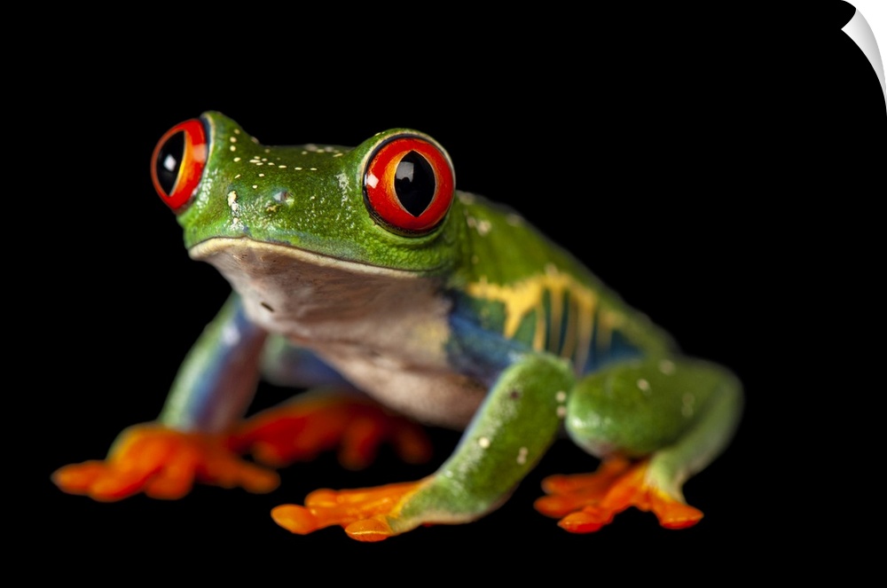 A red-eyed tree frog (Agalychnis callidryas), at the Sunset Zoo in Manhattan, KS.
