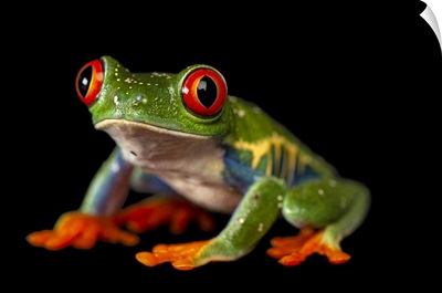 A Red-Eyed Tree Frog At The Sunset Zoo In Manhattan, KS