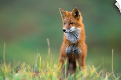 A red fox stands alert in short grasses