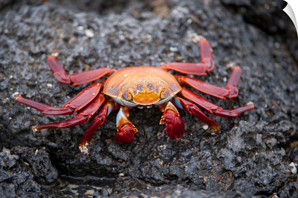 A red rock crab, Grapsus grapsus, in Galapagos National Park.