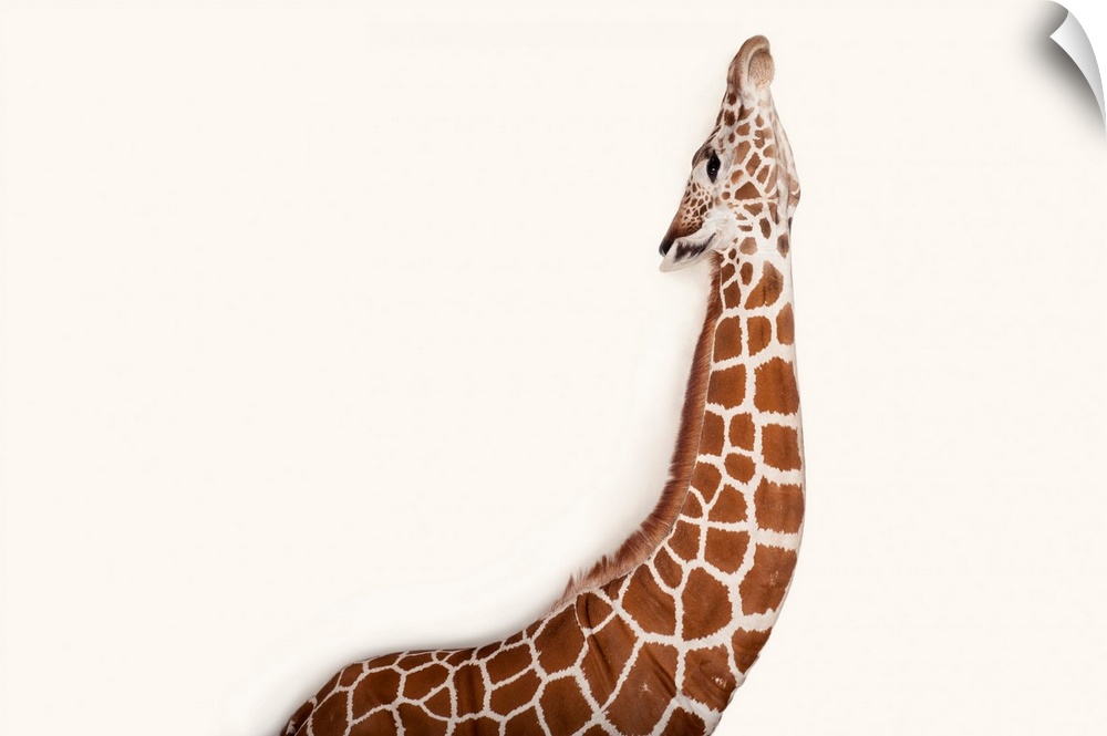 A reticulated giraffe, Giraffa camelopardalis reticulata, at Rolling Hills Wildlife Adventure near Salina, Kansas.