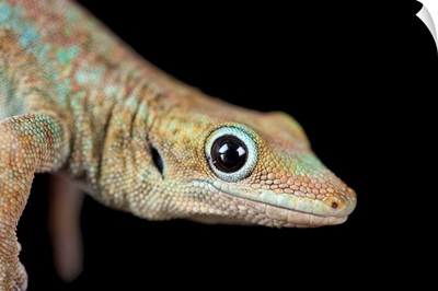 A Reunion Island day gecko, at the Omaha Zoo
