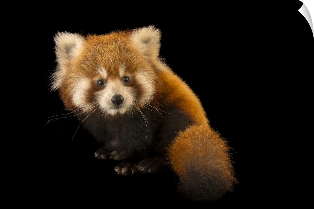 A six-month-old red panda (Ailurus fulgens fulgens) named Cinnamon at the Virginia Zoo.