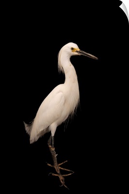 A snowy egret, at the Lincoln Children's Zoo