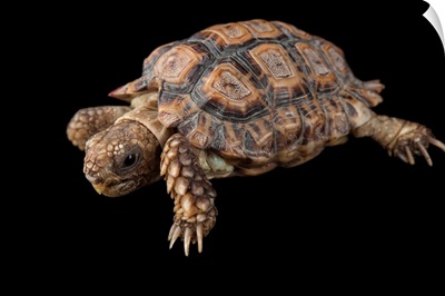 A speckled cape tortoise, at the Omaha Zoo