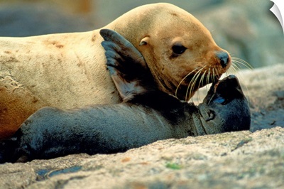 A Steller sea lion exchanges a kiss with her pup, Lowrie Island, Forrester Island National Wildlife Refuge, Alaska