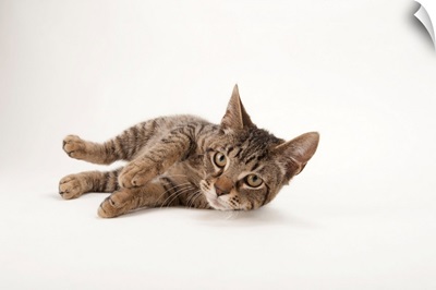 A studio portrait of a brown tabby cat