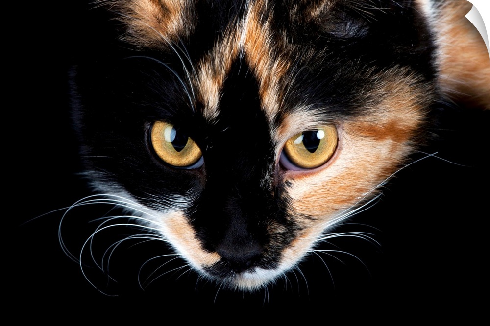 A studio portrait of a calico cat named Cassie.