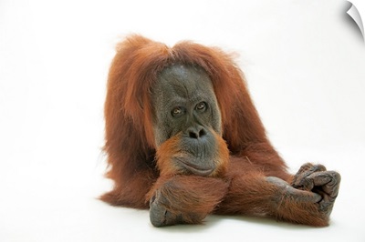 A studio portrait of a critically endangered Sumatran orangutan, Pongo abelii